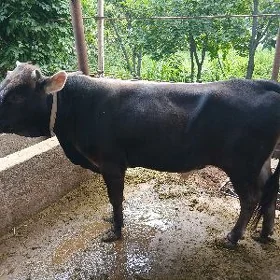 Öküz