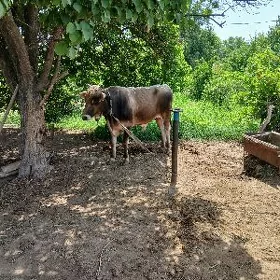 meydan okuzler gulajynlar