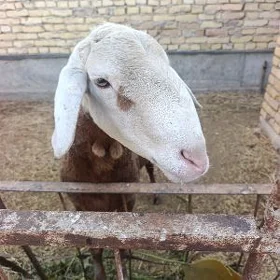 гисар гоч 2 яшында