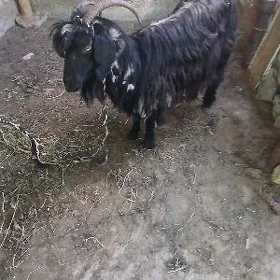 geçi