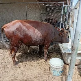 öküz