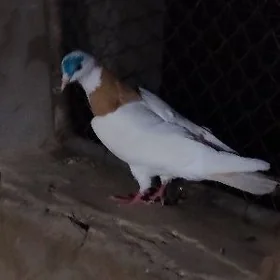 kepderi