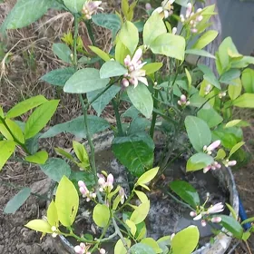 limonsitil