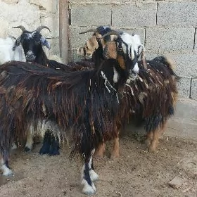Semiz saýlama doğ erkeç