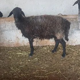 işşek garkol