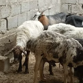 goyun geçi