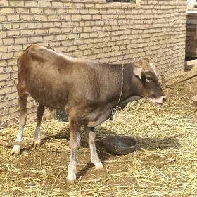 ökizce