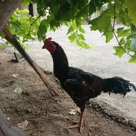 taşkent juije