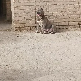 pitbul