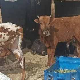 öküzçe tüwe öküz göle