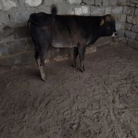 SATLIK OKÜZ ŞWES.ARASSA TOHUM