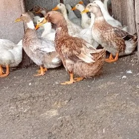 ýaşylbaş