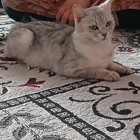 Mia