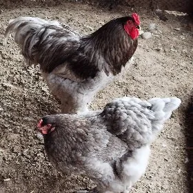 buluw towuk