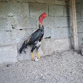 Taşgent horaz