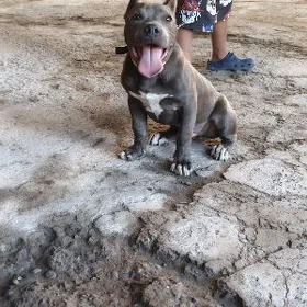 pitbull