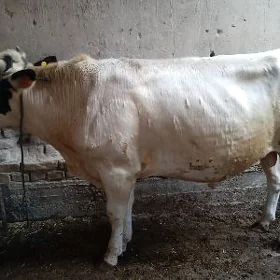5 sany öküz