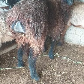 işşek