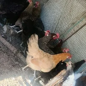 Broŷ mesni towuklar