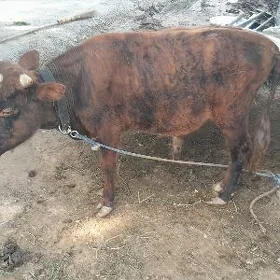 öküz