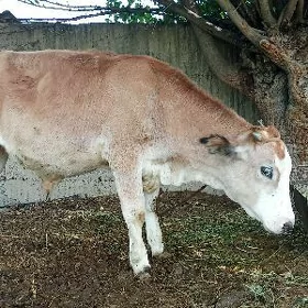 okuzje gole
