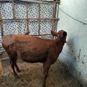Göle