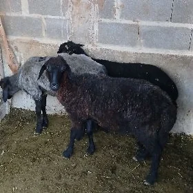 İşşek
