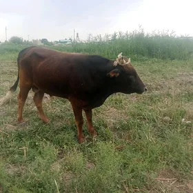 öküz
