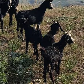 Geçi erkeç