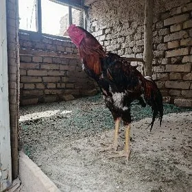 juja