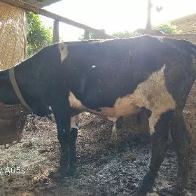 öküz
