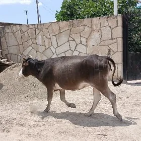 sygyr