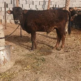 Okuzce