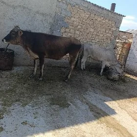 2 sany sygyr