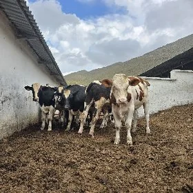 okuz okuzler