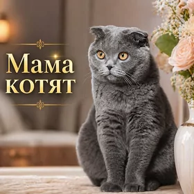  Шикарные вислоухие шотландские котята