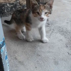 котёнок