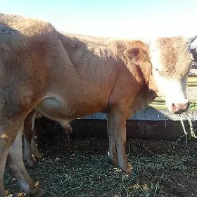 Öküz