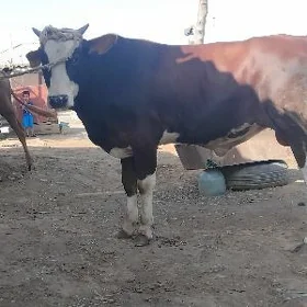 öküz