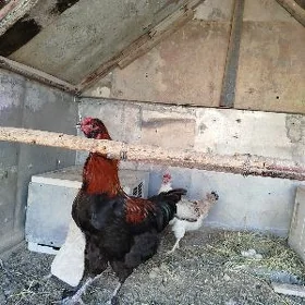 Horaz Horaz