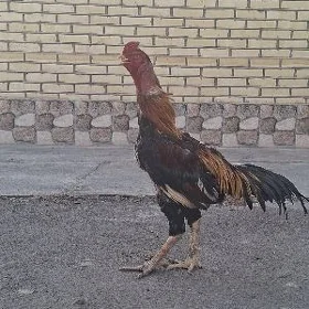 paroda horaz
