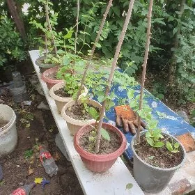 jimilost jasmin