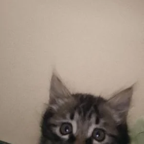 pişik