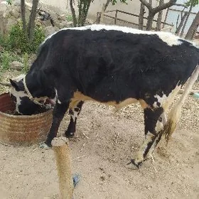 OKITJE PARODA