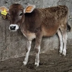 ŞWES OKUZ TUWE