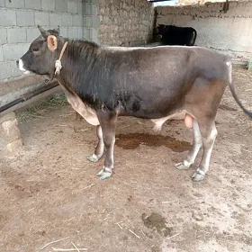 Öküz