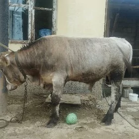 öküz