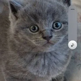 Котеноки