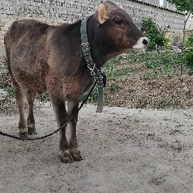 TOHUM OKÜZ ȘWES