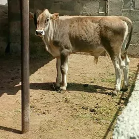 Öküz